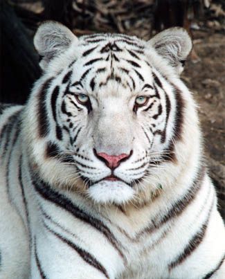 White-tiger.jpg