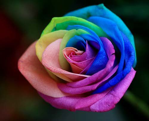http://a401.idata.over-blog.com/3/07/70/49/NATURE-JARDIN-Fleur/Rose-Rainbow/Rose.jpg